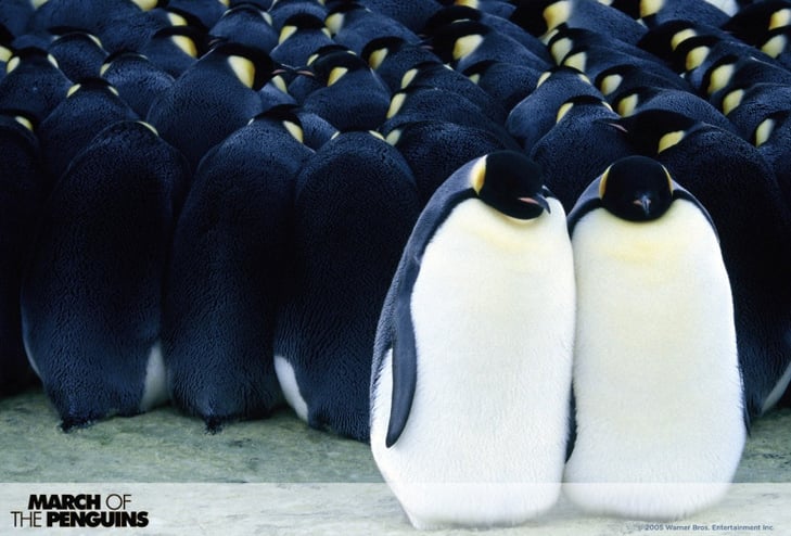 march-of-the-penguins-02_opt.jpg