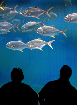 Cincinnati seniors & Newport Aquarium