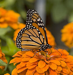 monarch butterfly