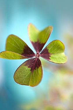 march four leaf clover