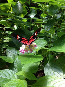 cincinnati zoo butterfly house