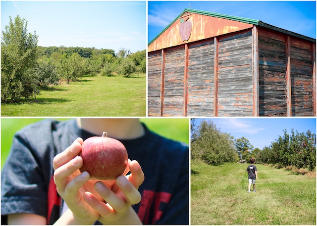 AM_Orchard-Collage.jpg