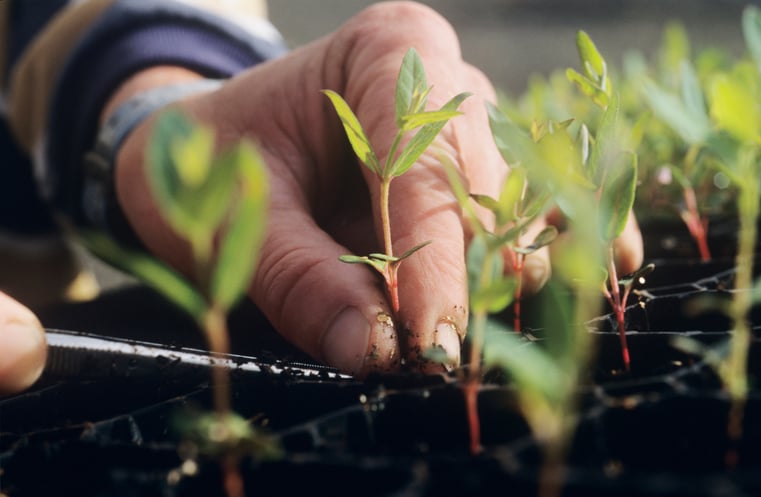 A person potting a plant