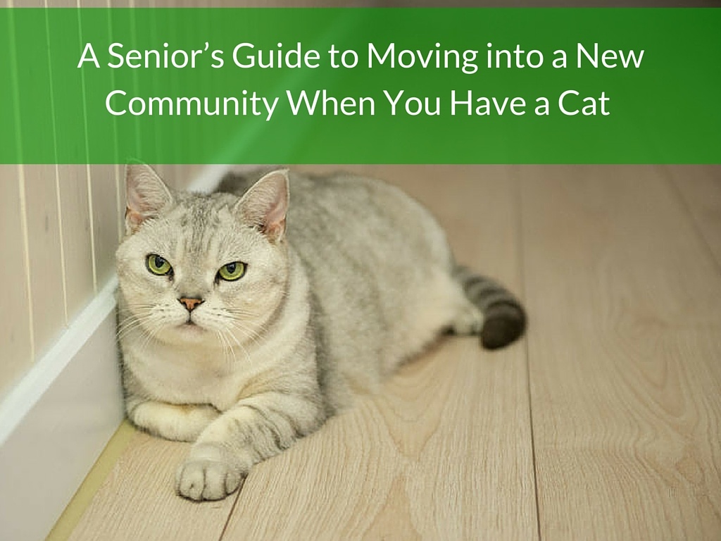 Moving a Cat into a Senior Apartment